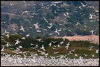 Seagull flock. Carmel-by-the-Sea, California, USA (color)