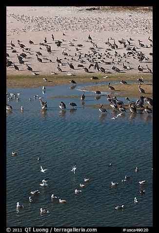 Birds, Carmel River State Beach. Carmel-by-the-Sea, California, USA (color)