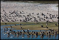 Pelicans and seagulls, Carmel River State Beach. Carmel-by-the-Sea, California, USA ( color)