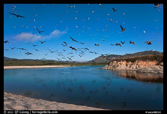 Birds flying above Carmel River. Carmel-by-the-Sea, California, USA (color)