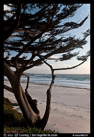 Cypress at the edge of Carmel Beach. Carmel-by-the-Sea, California, USA