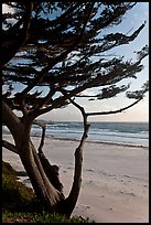 Cypress at the edge of Carmel Beach. Carmel-by-the-Sea, California, USA ( color)