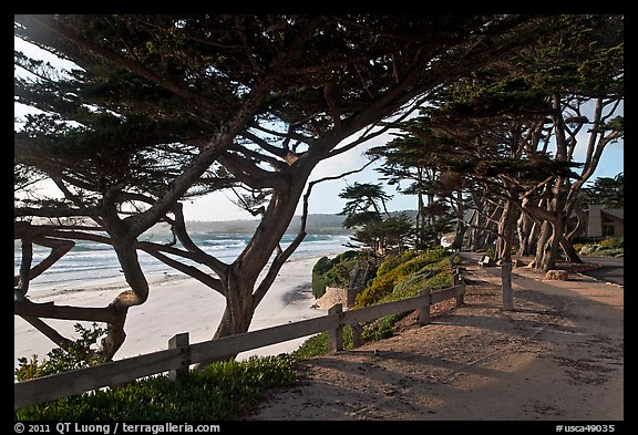 Path and Monterey Cypress bordering beach. Carmel-by-the-Sea, California, USA