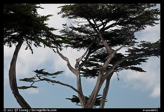 Monterey Cypress and sky, Lovers Point. Pacific Grove, California, USA