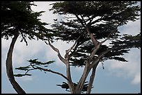 Monterey Cypress and sky, Lovers Point. Pacific Grove, California, USA ( color)