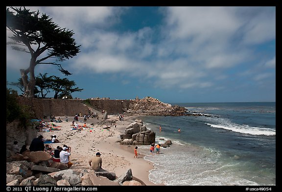 Cypress and beach, Lovers Point Park. Pacific Grove, California, USA