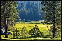Meadow framed by pines, Giant Sequoia National Monument near Kings Canyon National Park. California, USA (color)