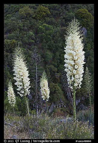 Yucca in bloom near Yucca Point. Giant Sequoia National Monument, Sequoia National Forest, California, USA (color)