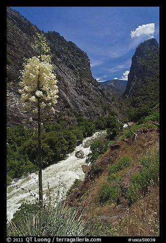 Yucca in bloom and Kings River in steep section of Kings Canyon. Giant Sequoia National Monument, Sequoia National Forest, California, USA (color)