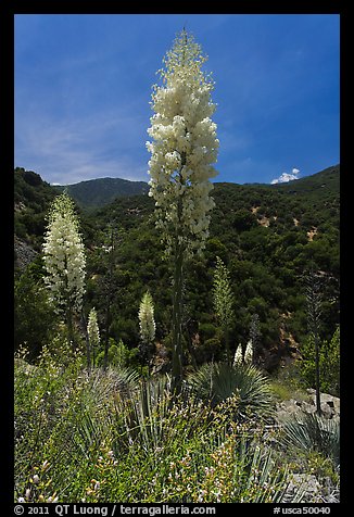 Yucca in bloom in Kings Canyon. Giant Sequoia National Monument, Sequoia National Forest, California, USA (color)