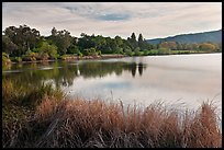 Reeds and lake, Vasona Lake County Park, Los Gatos. California, USA (color)