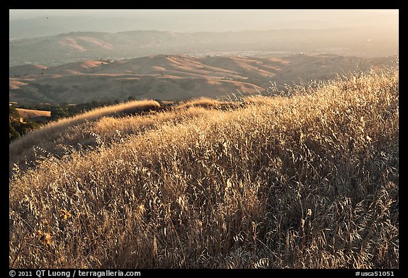Summer grasses on Evergreen Hills. San Jose, California, USA (color)