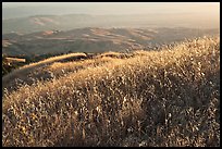 Summer grasses on Evergreen Hills. San Jose, California, USA (color)