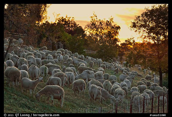 Sheep at sunset, Silver Creek. San Jose, California, USA (color)