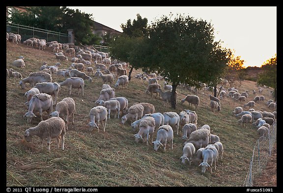 Herd of sheep, Silver Creek. San Jose, California, USA (color)