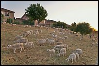 Sheep on slope below residences, Silver Creek. San Jose, California, USA (color)
