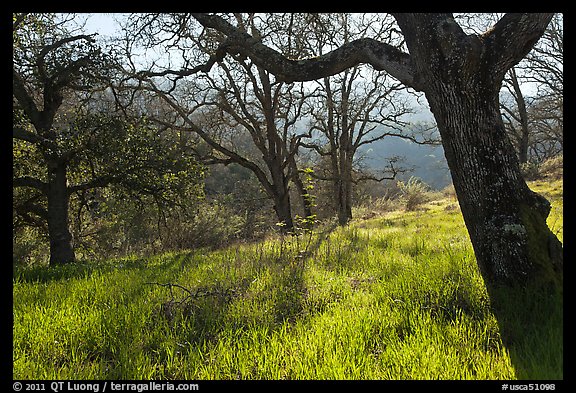 Trees in early spring, Almaden Quicksilver Park. San Jose, California, USA (color)
