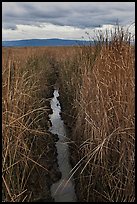Narrow creek and tall grasses, Alviso. San Jose, California, USA (color)