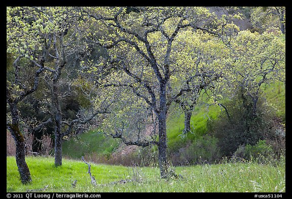 Trees, early spring, Joseph Grant Park. San Jose, California, USA
