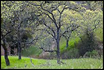 Trees, early spring, Joseph Grant Park. San Jose, California, USA ( color)