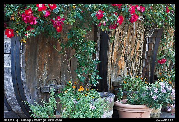 Barells and flowers, Savannah-Chanelle Vineyards, Santa Cruz Mountains. California, USA (color)