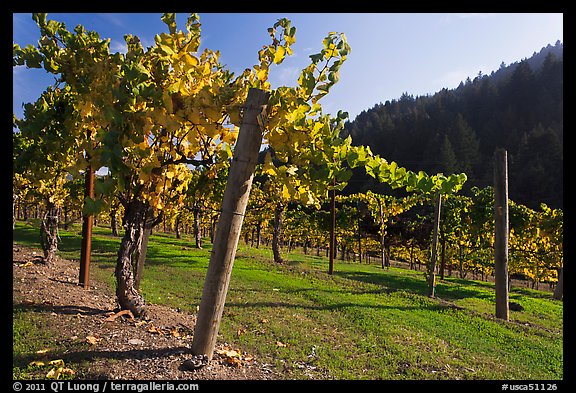 Savannah-Chanelle Vineyards, Santa Cruz Mountains. California, USA