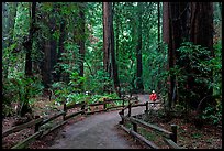 Visitor in redwood forest. Muir Woods National Monument, California, USA ( color)