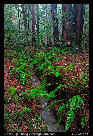 Tiny stream and ferns. Muir Woods National Monument, California, USA