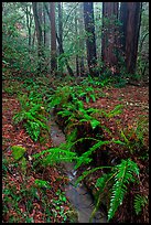 Tiny stream and ferns. Muir Woods National Monument, California, USA ( color)