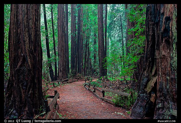 Trail through Cathedral Grove. Muir Woods National Monument, California, USA
