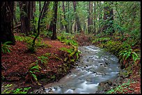 Stream in redwood forest. Muir Woods National Monument, California, USA ( color)