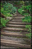 Uphill path, Hakone gardens. Saragota,  California, USA ( color)