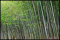 Bamboo forest. Saragota,  California, USA (color)