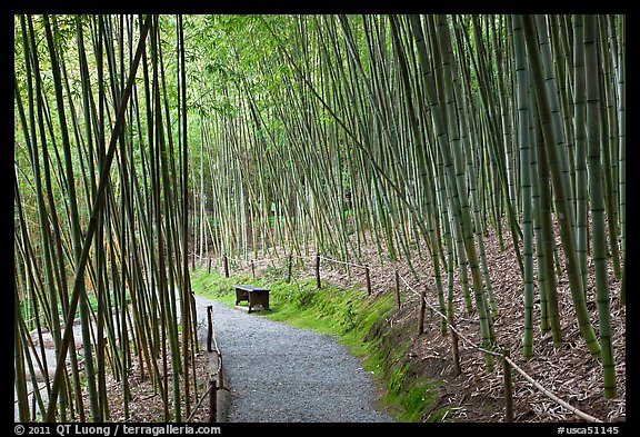 Path in bamboo forest. Saragota,  California, USA