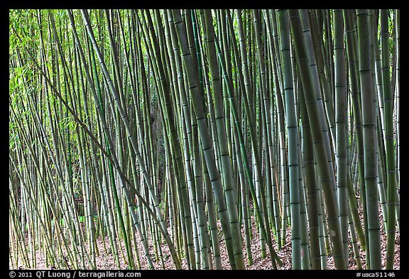 Bamboo grove. Saragota,  California, USA