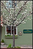 Tree in bloom and art gallery. Saragota,  California, USA (color)
