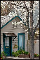 Tree in bloom and house. Saragota,  California, USA (color)