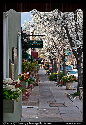 Sidewalk framed by blooming trees. Saragota,  California, USA (color)