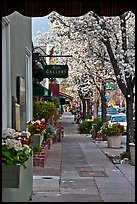 Sidewalk framed by blooming trees. Saragota,  California, USA