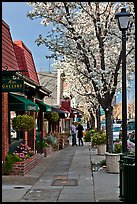 Sidewalk with blossoms. Saragota,  California, USA (color)