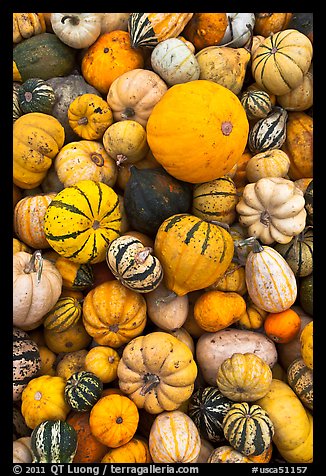 Squash, pumpkins, and gourds. Half Moon Bay, California, USA (color)