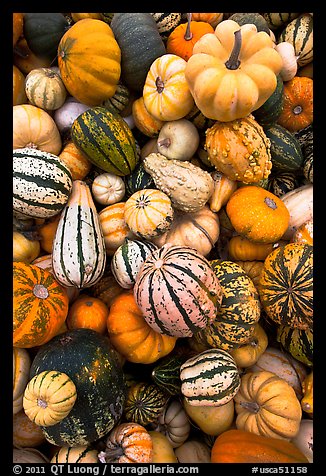Mix of squash and gourds. Half Moon Bay, California, USA (color)