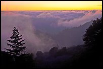 Sea of clouds at sunset above Santa Cruz Mountains. California, USA ( color)