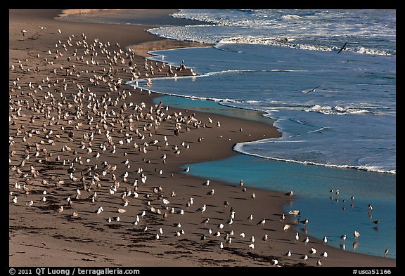 Seabirds, Waddell Beach. California, USA (color)