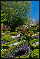 Hedges and flowers, walled garden, Filoli estate. Woodside,  California, USA (color)