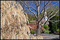 Tree blossoms in Filoli garden. Woodside,  California, USA