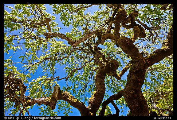 Oak trees with new leaves, Filoli estate. Woodside,  California, USA