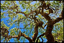 Oak trees with new leaves, Filoli estate. Woodside,  California, USA (color)