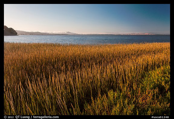Grasses by San Pablo Bay, China Camp State Park. San Pablo Bay, California, USA (color)