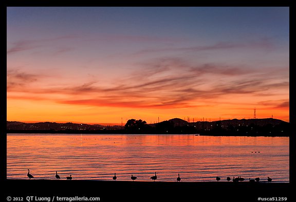 Ducks at sunset, Robert W Crown Memorial State Beach. Alameda, California, USA (color)